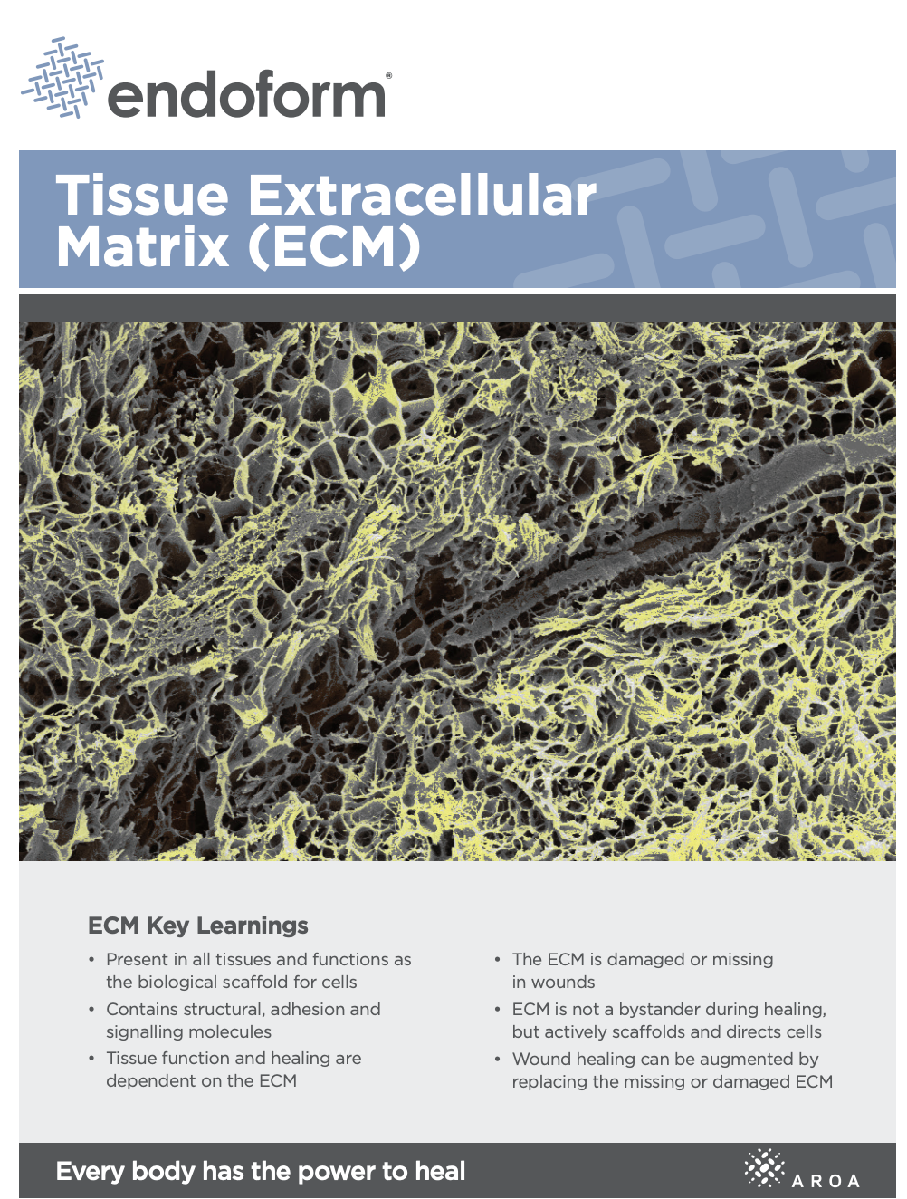 Tissue Extracellular Matrix (ECM) Brochure